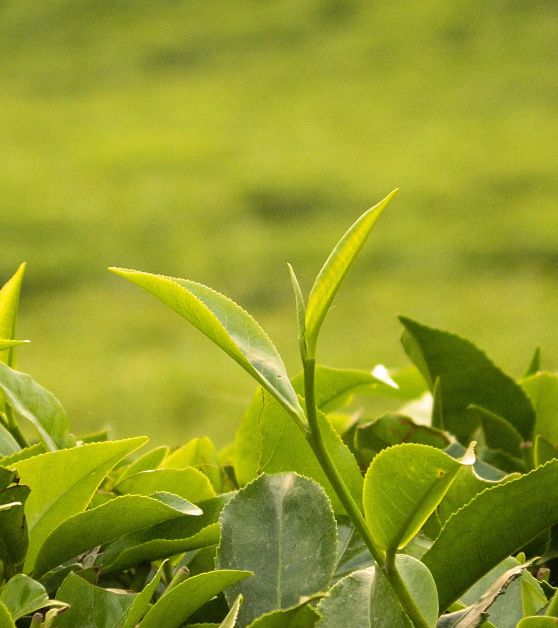 The Magical Camellia Sinensis