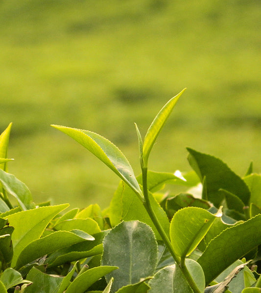 The Magical Camellia Sinensis